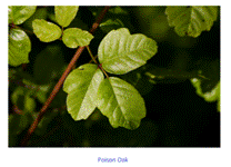 A close-up of a plant

Description automatically generated